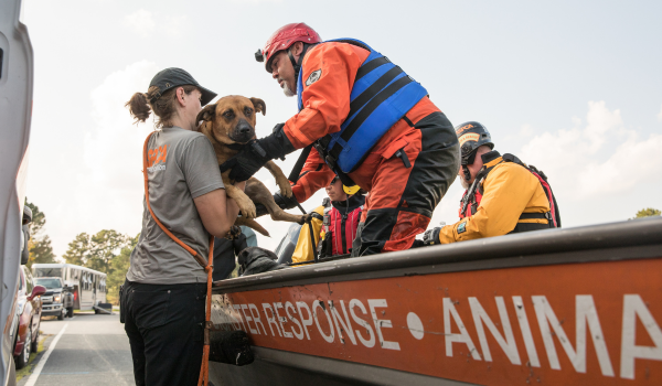 Animal Disaster Response Team lifting a dog into the back of a boat outdoors.