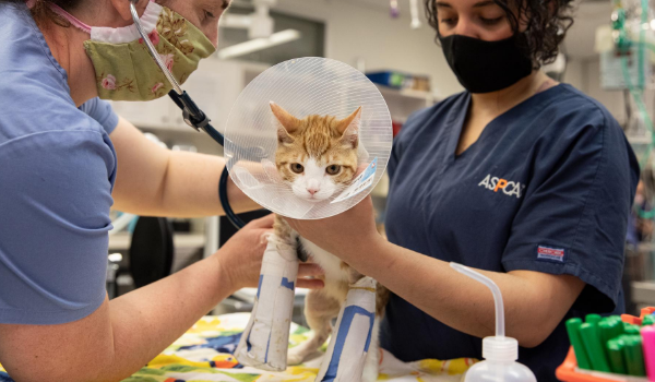 Kitten being held by staff during medical intake.