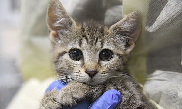 kitten-being-held-ppe-gloves-2